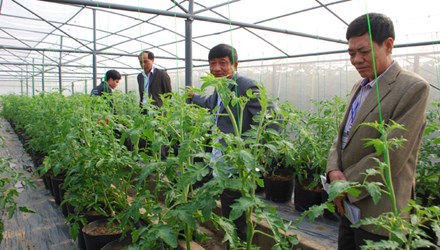 Ngày càng nhiều đại gia Việt Nam đầu tư vào nông nghiệp công nghệ cao. Ảnh: Công Bền.